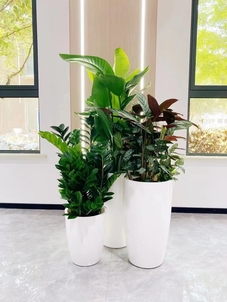 体验慈溪花木租摆，优质服务，让绿植焕发生机！